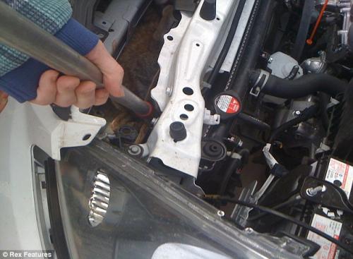 Самое живучее существо в мире путешествовало в моторном отсеке автомобиля