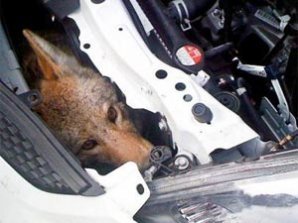 Самое живучее существо в мире путешествовало в моторном отсеке автомобиля