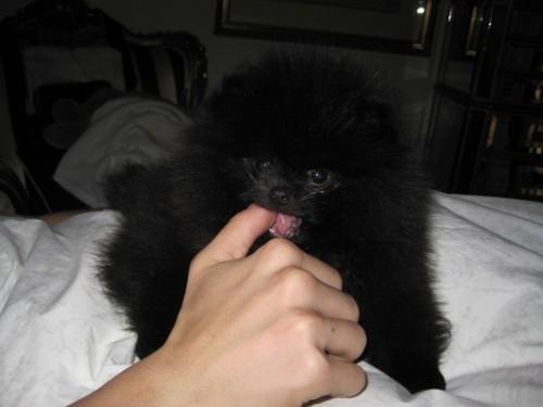 Частная жизнь Келли Осборн