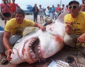 Самые большие пойманные акулы в истории
