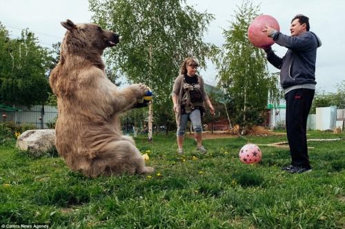 300-килограммовый медведь стал домашним питомцем