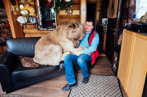300-килограммовый медведь стал домашним питомцем