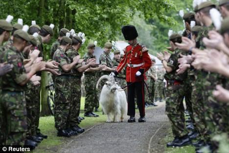 Козла-талисмана валлийской королевской гвардии отправили на пенсию
