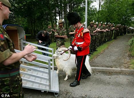 Козла-талисмана валлийской королевской гвардии отправили на пенсию