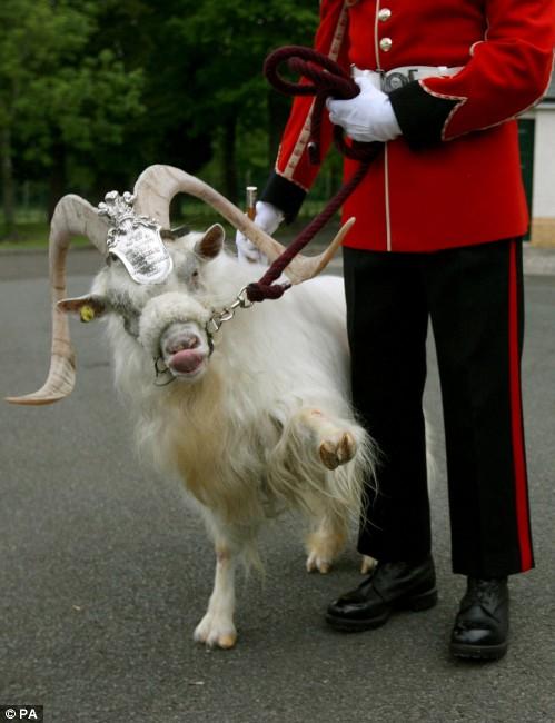 Козла-талисмана валлийской королевской гвардии отправили на пенсию