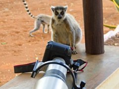 Забавные фотографии животных Джоанн Уильямс