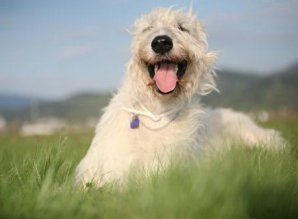 Самые дорогие породы собак