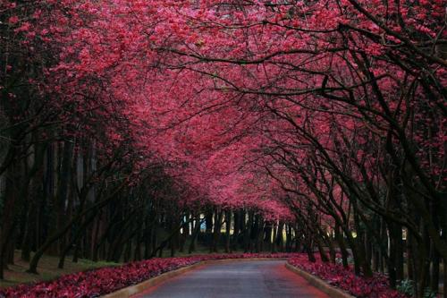 Самые красивые деревья в мире