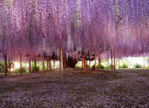 Самые красивые деревья в мире