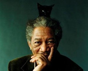 Кошки звезд и их знаменитые хозяева