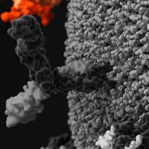 3D-модели вируса иммунодефицита человека