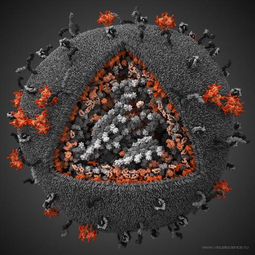 3D-модели вируса иммунодефицита человека
