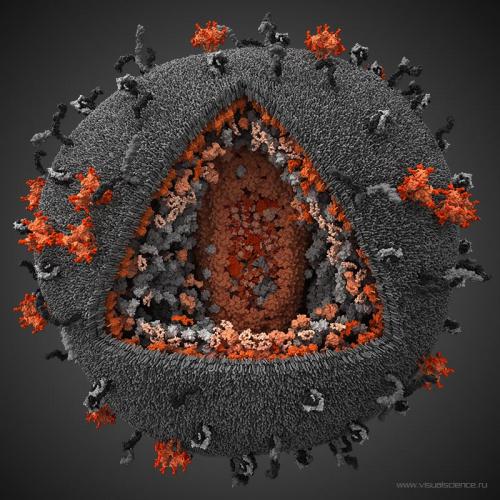 3D-модели вируса иммунодефицита человека