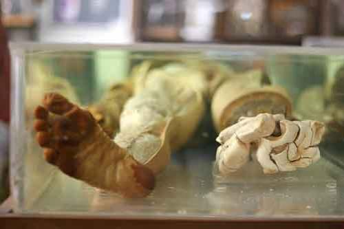 Экскурсия по знаменитым анатомическим музеям мира