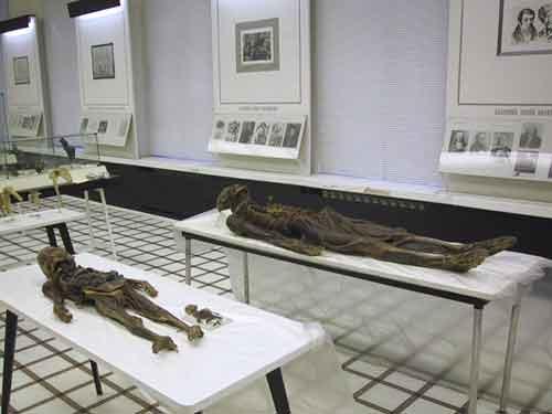 Экскурсия по знаменитым анатомическим музеям мира