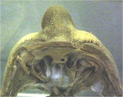 Экскурсия по знаменитым анатомическим музеям мира