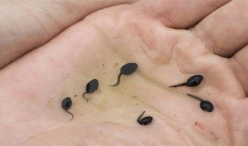 Самые нелепые исследования в науке