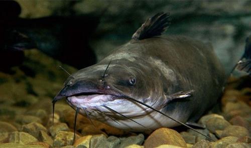 Самые нелепые исследования в науке