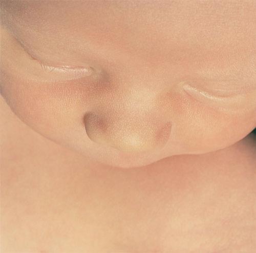 Тим Флэч : такие незнакомые знакомые животные