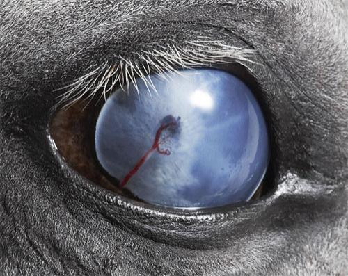 Тим Флэч : такие незнакомые знакомые животные