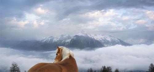 Тим Флэч : такие незнакомые знакомые животные