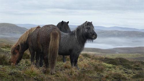 Тим Флэч : такие незнакомые знакомые животные