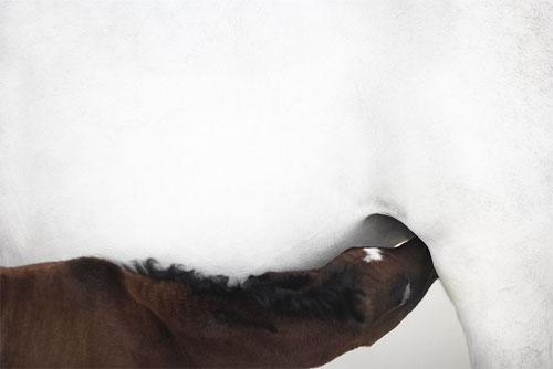 Тим Флэч : такие незнакомые знакомые животные