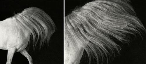 Тим Флэч : такие незнакомые знакомые животные