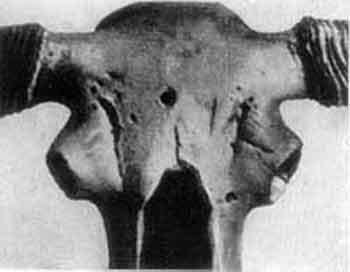 Уникальная коллекция пришельцев Марка Моргана: и все-таки они существуют?..