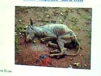 Уникальная коллекция пришельцев Марка Моргана: и все-таки они существуют?..