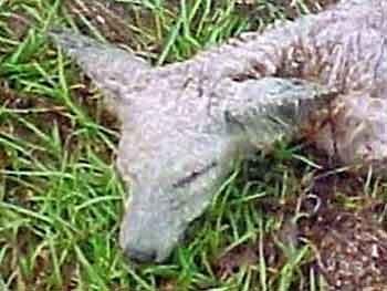 Уникальная коллекция пришельцев Марка Моргана: и все-таки они существуют?..