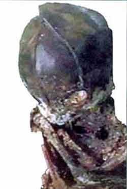 Уникальная коллекция пришельцев Марка Моргана: и все-таки они существуют?..