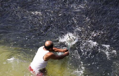 В Мексике рыба начала выплывать на берег