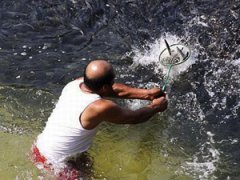 В Мексике рыба начала выплывать на берег