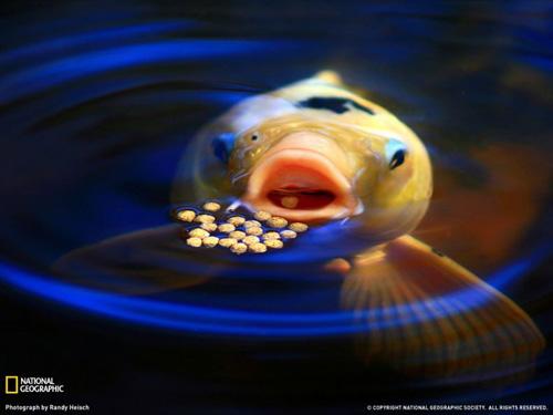 Лучшие фото National Geographic