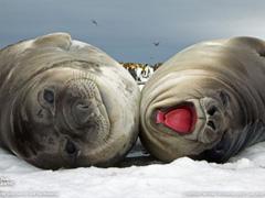 Лучшие фото National Geographic