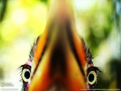 Лучшие фото National Geographic