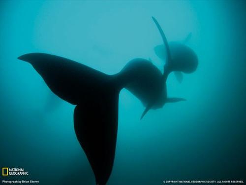 Лучшие фото National Geographic