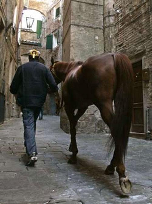 Город превратили в ипподром