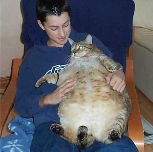 Победители конкурса толстых кошек