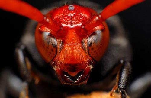 Насекомые крупным планом — сродни пришельцам