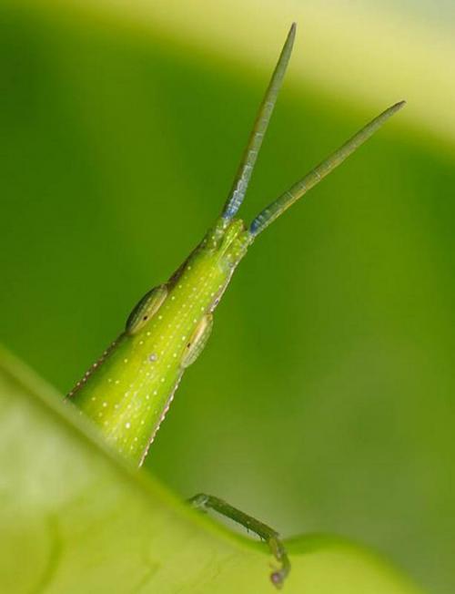 Насекомые крупным планом — сродни пришельцам