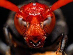 Насекомые крупным планом — сродни пришельцам