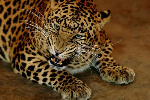 Ошеломительные истории о детях, выросших среди животных