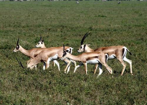 Ошеломительные истории о детях, выросших среди животных