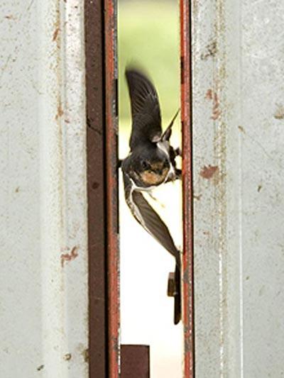 В Шотландии засняли суперполёт