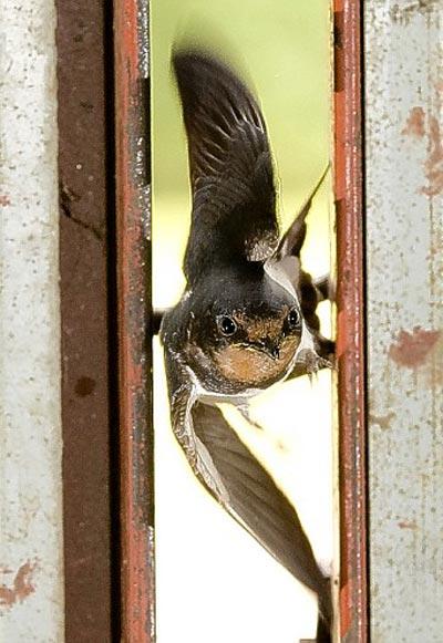 В Шотландии засняли суперполёт