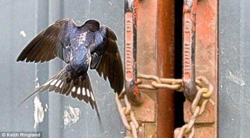 В Шотландии засняли суперполёт