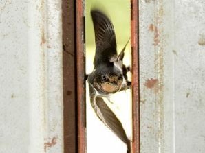 В Шотландии засняли суперполёт