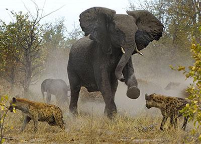 Слон спас слоненка от гиен